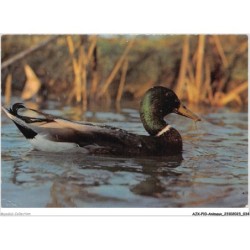 AJXP10-0991 - ANIMAUX - Colvert