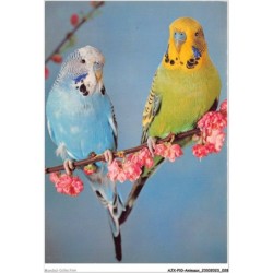 AJXP10-0988 - ANIMAUX - Peroquets