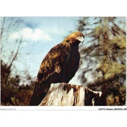 AJGP11-1019 - OISEAUX - AIGLE