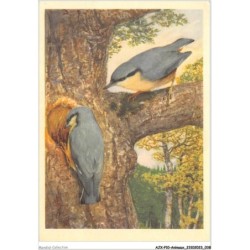 AJXP10-0993 - ANIMAUX - La sitelle