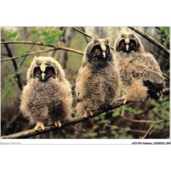 AJXP10-0977 - ANIMAUX - Moyens-ducs