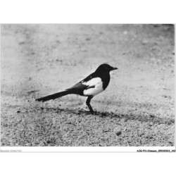 AJGP11-1015 - OISEAUX - PIE