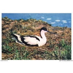 AQFP16-1147-OISEAU - avocet