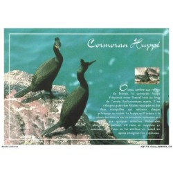 AQFP16-1146-OISEAU - cormoran huppé
