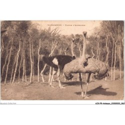 AJXP9-0919 - ANIMAUX - MADAGASCAR - Couple d'Autruches