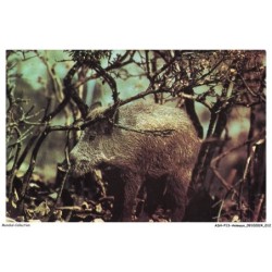 ASHP13-0798-ANIMAUX - LE SANGLIER - EN FRANCE - ON LE TROUVE ENCORE DANS LES FORETS DU JURA ET DES ARDENNES