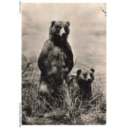 ATAP15-1046-ANIMAUX - Ours et son petit