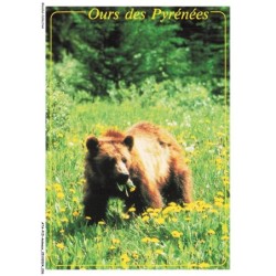 ATAP15-1032-ANIMAUX - L'ours des pyrénées