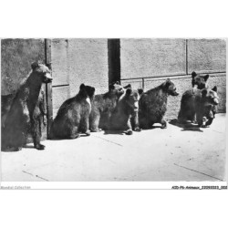 AIDP6-ANIMAUX-0478 - berne - la fosse aux ours