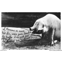 ASHP12-0750-ANIMAUX - UN COCHON