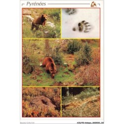 AJQP10-1000 - ANIMAUX - OURS