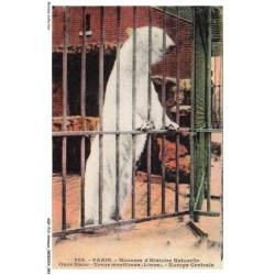AQYP12-0752-ANIMAUX - PARIS - Museum d'histoire naturelle - Ours blanc - Ursus maritimus