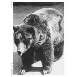 AOAP8-0586-ANIMAUX - grizzly