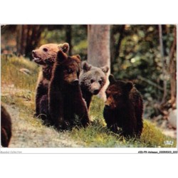 AIDP9-ANIMAUX-0816 - chateau de thoiry en yvelines - ours
