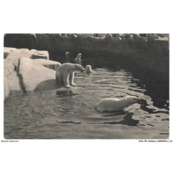AOAP8-0625-ANIMAUX - le bassin des ours blancs