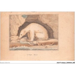 AIDP7-ANIMAUX-0613 - l'ours blanc