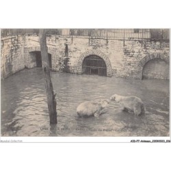 AIDP7-ANIMAUX-0592 - crue de la seine - paris - jardins des plantes - les ours blancs