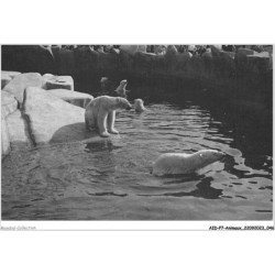 AIDP7-ANIMAUX-0607 - le bassin des ours blancs
