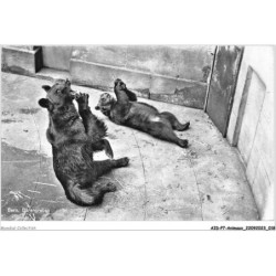 AIDP7-ANIMAUX-0593 - bern bärengraben