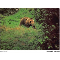 AIDP9-ANIMAUX-0841 - ours - ursus arctos