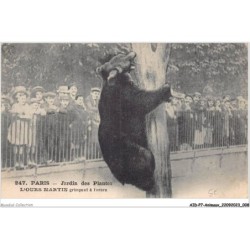 AIDP7-ANIMAUX-0588 - paris - jardin des plantes - l'ours martin grimpant â l'arbre