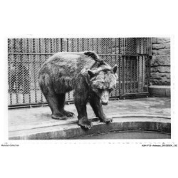 ASHP13-0858-ANIMAUX - JARDIN ZOOLOGIQUE - ANVERS - OURS BRUN
