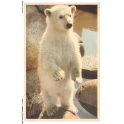 ASHP11-0705-ANIMAUX - SKANSEN - STOCKHOLM - ISBJÖRNUNGE