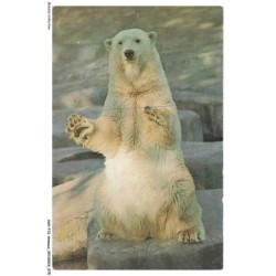 ASHP12-0762-ANIMAUX - OURS BLANC