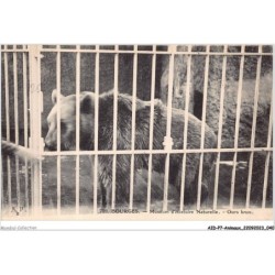 AIDP7-ANIMAUX-0604 - bourges - muséum d'histoire naturelle - ours brun