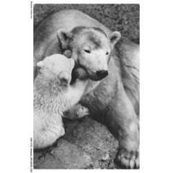 ASHP12-0740-ANIMAUX - N-3 - OURSE POLAIRE ET SON PETIT