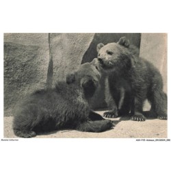 ASHP15-0964-ANIMAUX - PARC ZOOLOGIQUE DU BOIS DE VINCENNES DE PARIS - OURS BRUNS