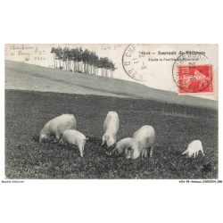 AOAP8-0611-ANIMAUX - souvenir de vacances - toute la famille en excursion