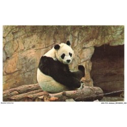 ASHP13-0844-ANIMAUX - GIANT PANDA - CHI-CHI - AT THE LONDON ZOO