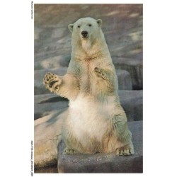 ASHP15-0946-ANIMAUX - OURS BLANC