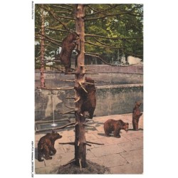 ASHP13-0843-ANIMAUX - DES OURSES DANS UN ZOO - BERN - BÄRENGRABEN