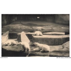 ASHP15-0947-ANIMAUX - DES OURSES BLANCS