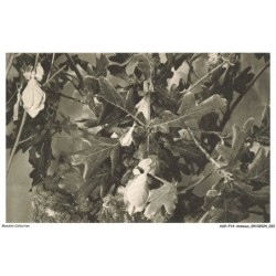 ASHP14-0876-ANIMAUX - JARDIN DES PLANTES PARIS - VIVARIUM - INSECTES MIMETIQUES - PHYLLIES - INDO-MALAISIE