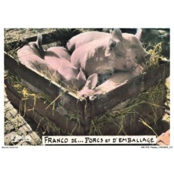 APKP10-0732-ANIMAUX - COCHONS - Franco de Porcx et d'emballage - photo et légende Louis Buffier