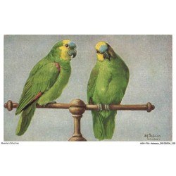 ASHP16-1048-ANIMAUX - PORTRAIT DE DEUX PERROQUETS VERT