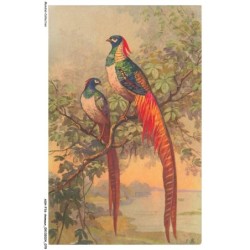 ASHP16-1025-ANIMAUX - PORTRAIT DE DEUX OISEAUX MULTICOLORE
