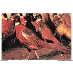 ASHP16-1019-ANIMAUX - LE FAISAN - CET OISEAU-GALLINACE VIT DANS LES BOIS ET SE NOURRIT DE GRAINES
