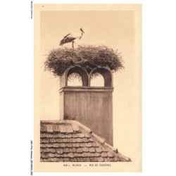 ASHP16-1018-ANIMAUX - ALSACE - NID DE CIGOGNES