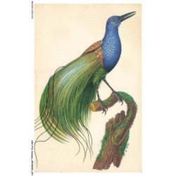 ASHP16-1021-ANIMAUX - PARADISIER MULTIFIL