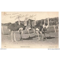 ASHP16-1034-ANIMAUX - AUTRUCHES DU DESERT