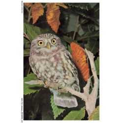 ASHP16-1051-ANIMAUX - CHEVECHE
