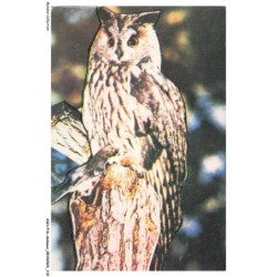 ASHP16-1045-ANIMAUX - LE HIBOU - RAPACE NOCTURNE AUX SINISTRES HULULEMENTS