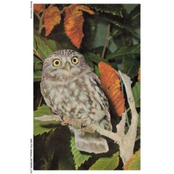 ASHP16-1042-ANIMAUX - CHEVECHE