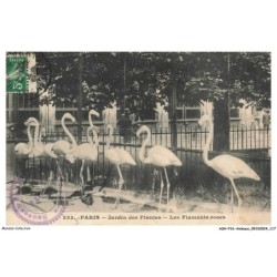 ASHP16-1044-ANIMAUX - PARIS - JARDIN DES PLANTES - LES FLAMANTS ROSES