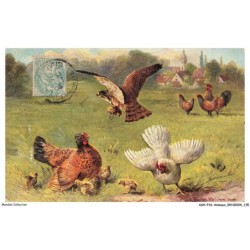 ASHP16-1053-ANIMAUX - AIGLE QUI CAPTURE UN POUSSIN