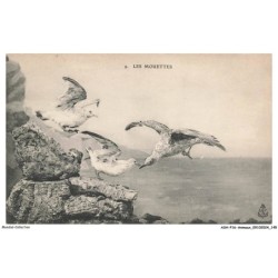 ASHP16-1058-ANIMAUX - LES MOUETTES